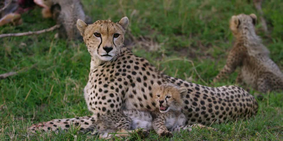 A cheetah and cubs lay in a grassy area