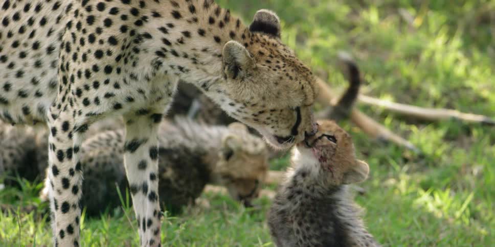 A cheetah licks a cub