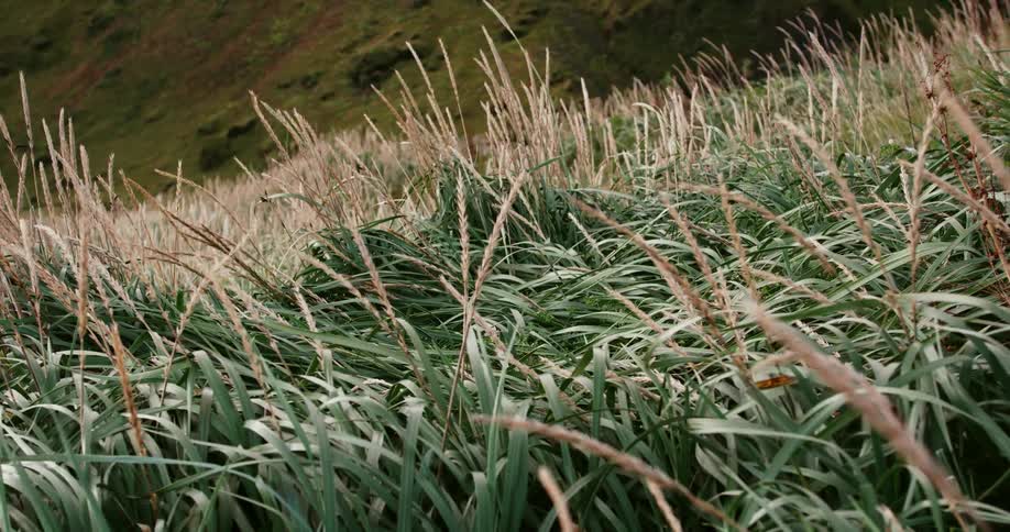 Wheat grass swaying gently in the breeze