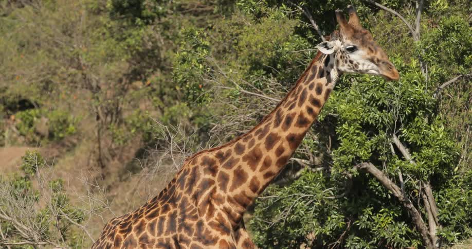A giraffe is standing by a tree near a hill