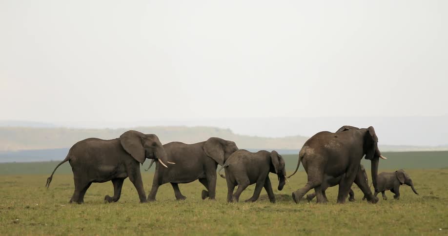 A herd of elephants make their way across the savannah