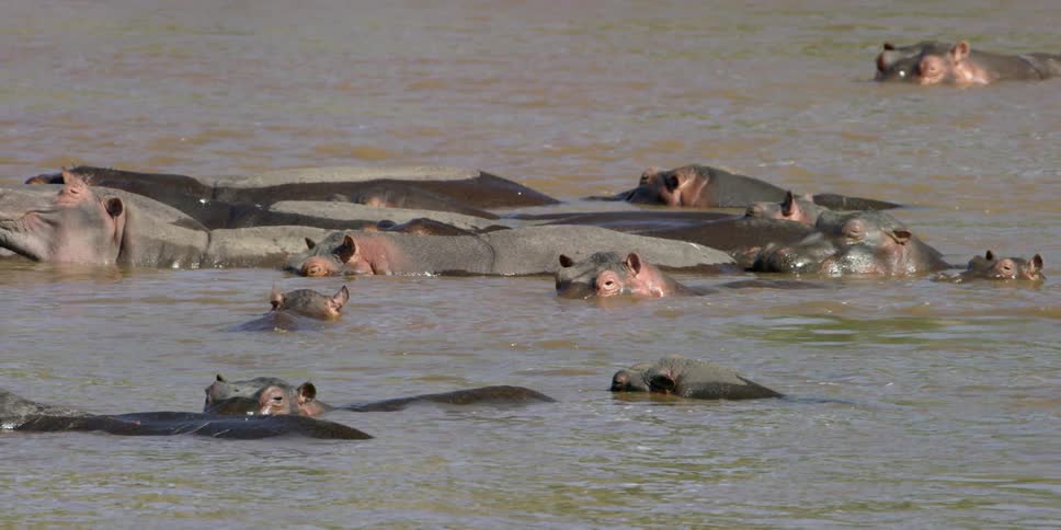 A bunch of hippos floating around in the water
