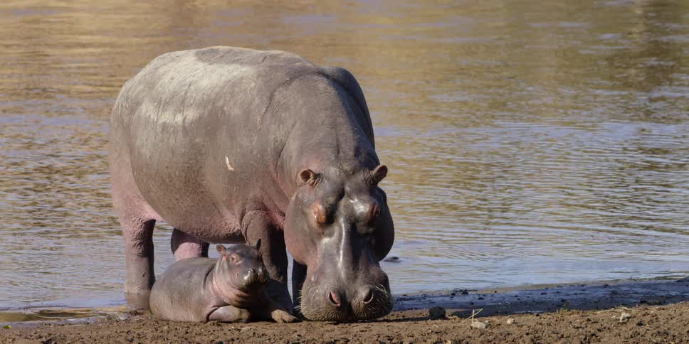 A hippo is standing next to a baby hippo by the water