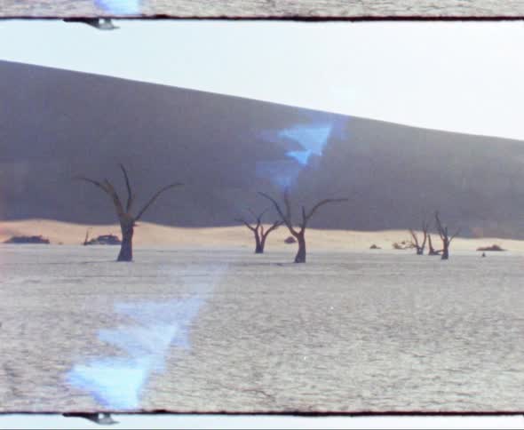 Stunted trees stand in a desert