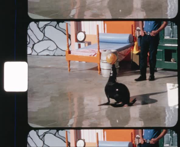 A white man watches a seal balance a ball on its nose while walking