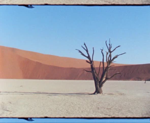 A tree without leaves in the desert
