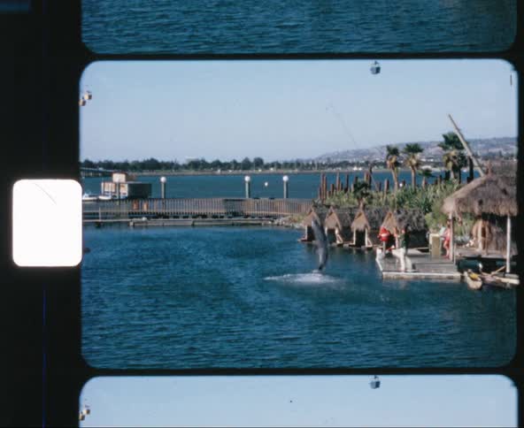 A man holding a pole as a dolphin jumps out of the water and splashes him