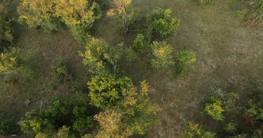 Trees bristle lightly in an open field