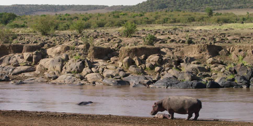 A hippo stands near a river