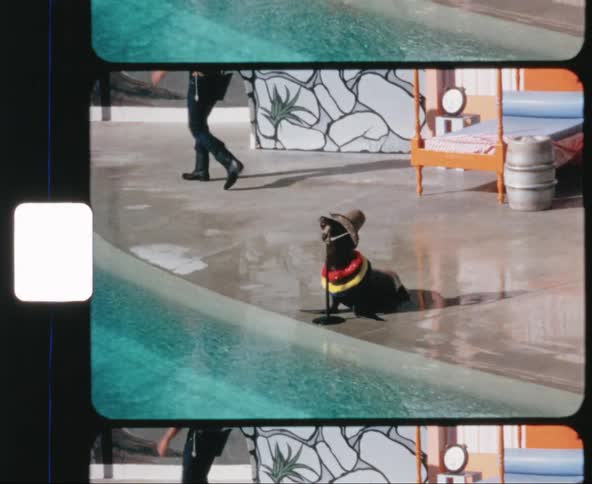 A seal wearing a hat and leis sidles up to a small microphone stand by a pool