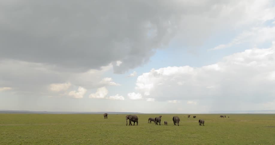 Elephants on a savannah on a cloudy day