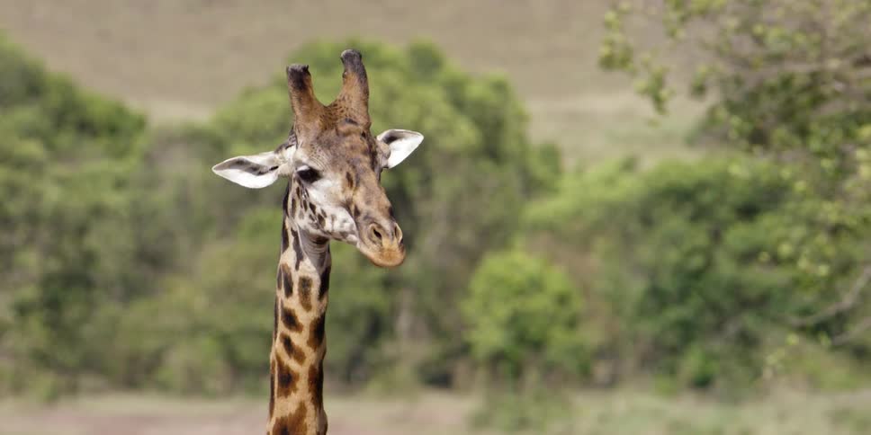 A giraffe stands near trees in the wilderness