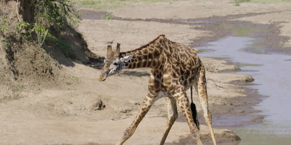 A giraffe rising up after taking a drink from a spring