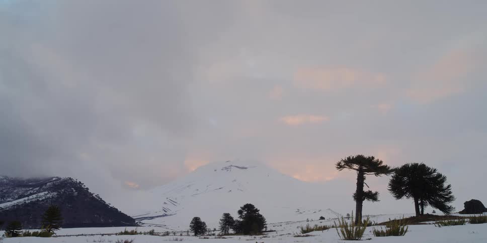 Trees dot a landscape dominated by a large snow covered mountain