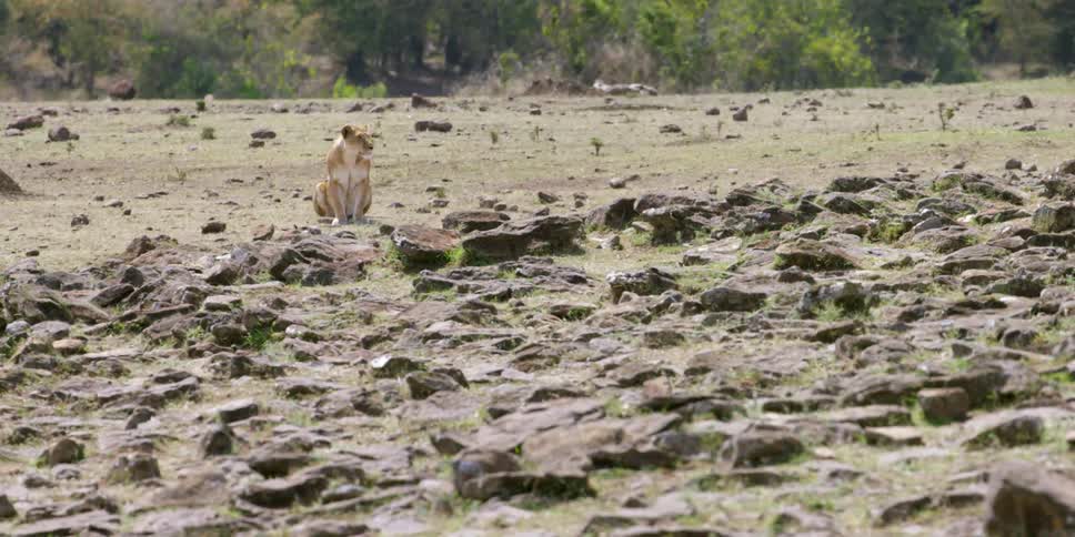 A lion sits in the savannah during the day
