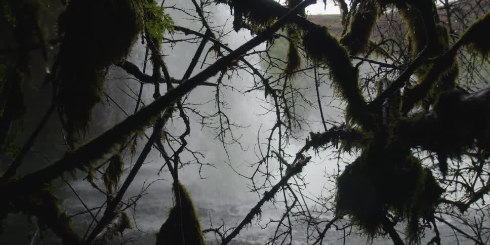 Window view through moss covered tree branches of cascading waterfall