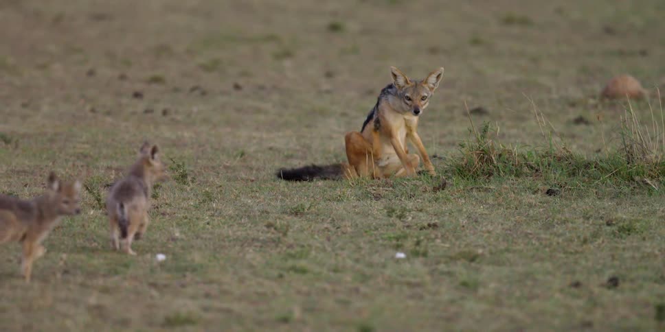 Animals are sitting and walking across a field