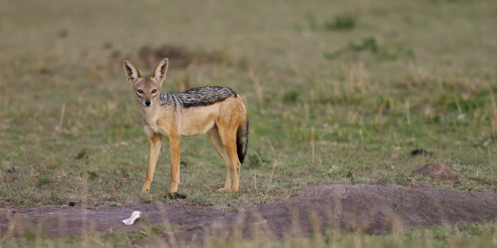 A small animal is standing on a grass field