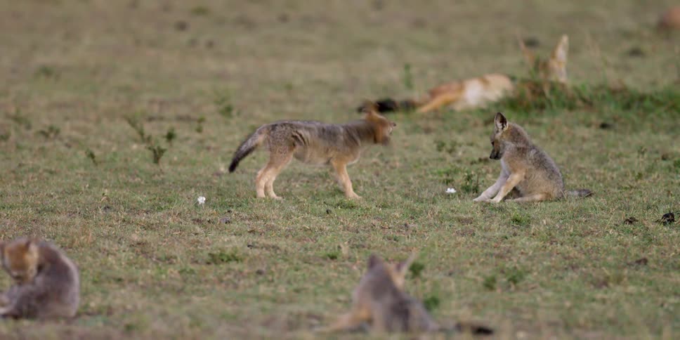 African Savannah
