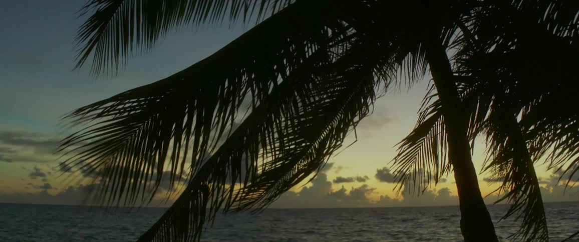 Palm trees in front of the water