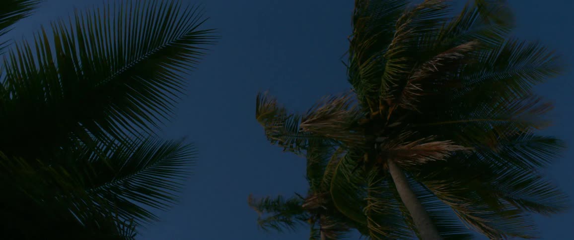 Palm trees in the wind against a blue sky