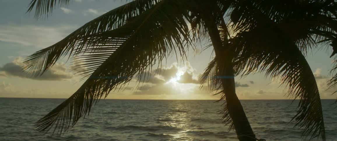 The silhouette of palm trees blowing in the wind with the setting sun shimmering on the ocean waves