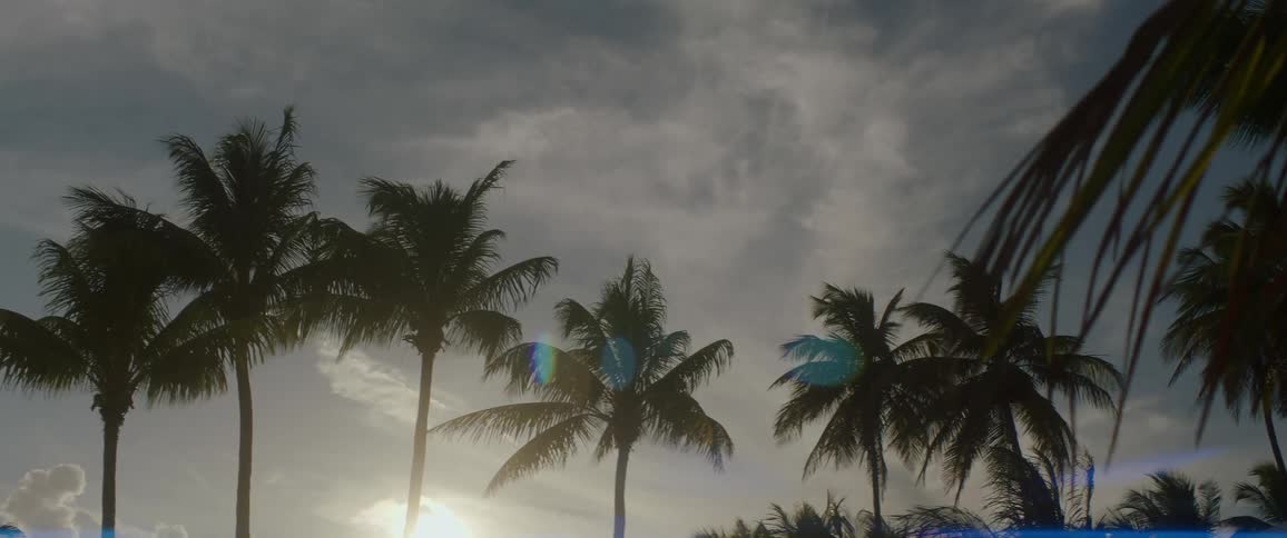 Palm trees blowing in a breeze