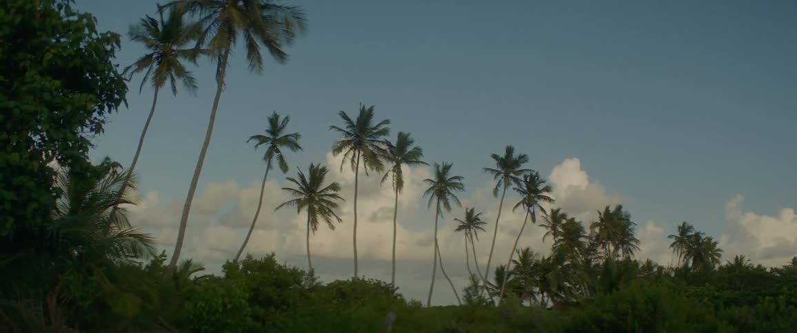 Palm trees and bushes