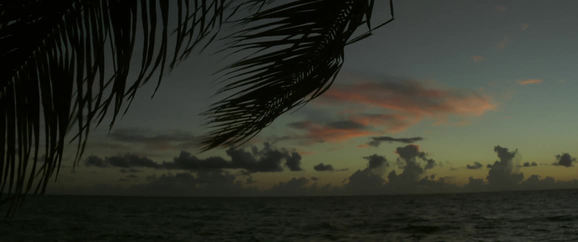 Leaves on a palm tree sway above the ocean as the sun rises