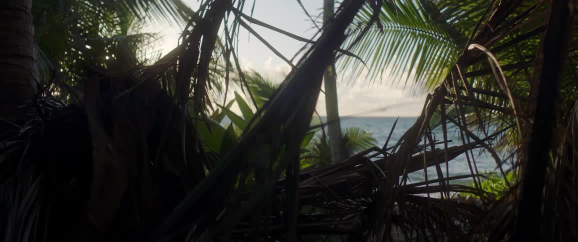Tropical vegetation overlooking ocean