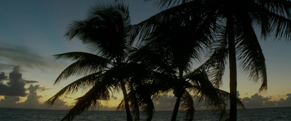 Palm trees in the wind at sunrise