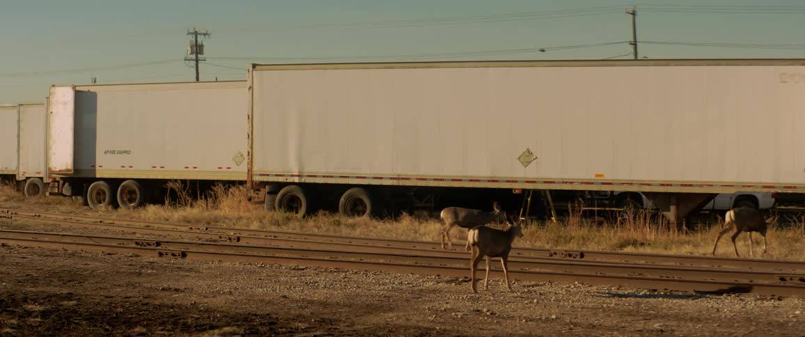 Three deers crossing a train track