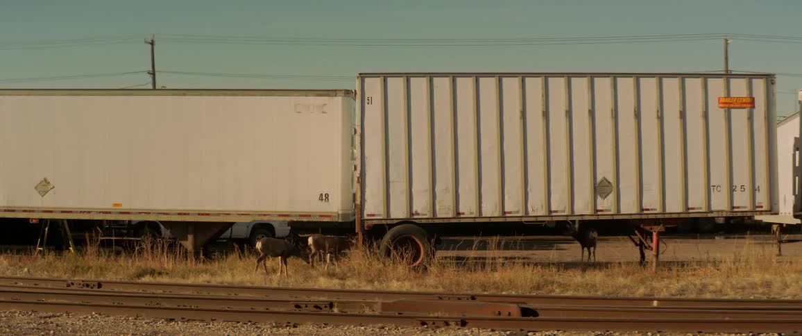 Deer graze on grass near cargo containers and railroad tracks
