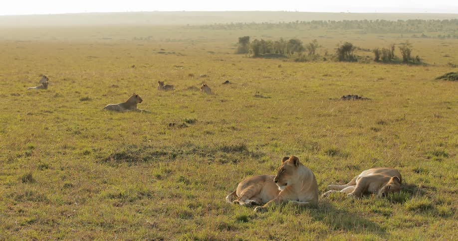 Lions lying in a field
