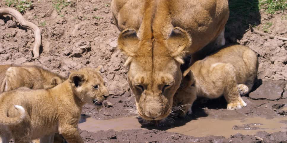 A lioness and cubs drink from a stream