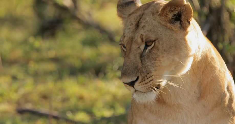 A lioness turning her head
