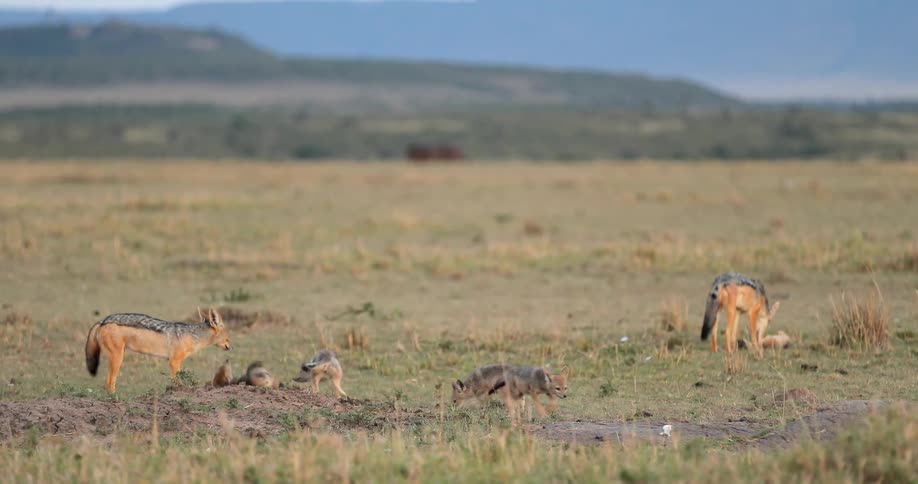 Wolves and their pups in an open field