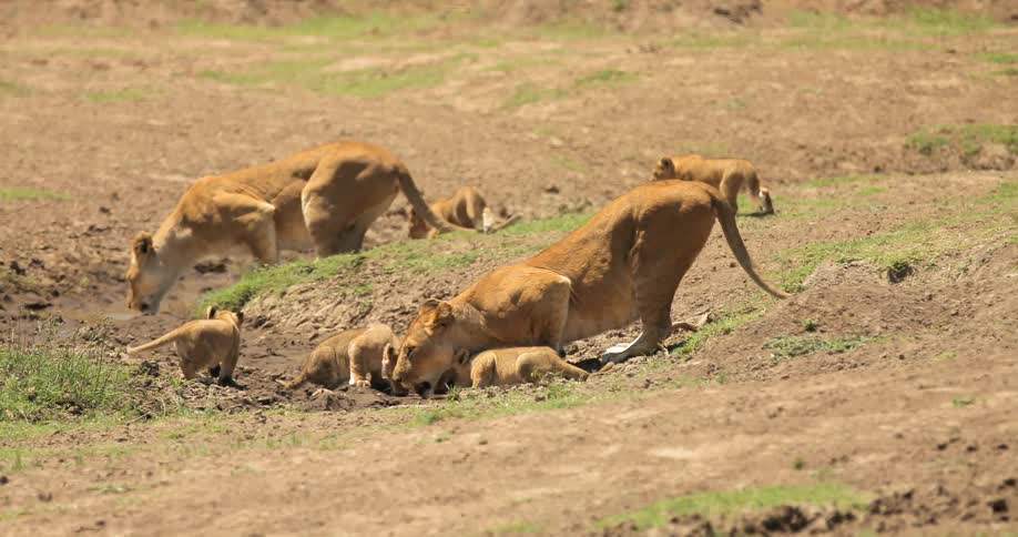 Lionesses and cubs drink from a small stream