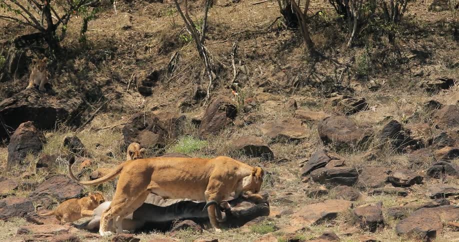 A lion is dragging a carcass across some rocks