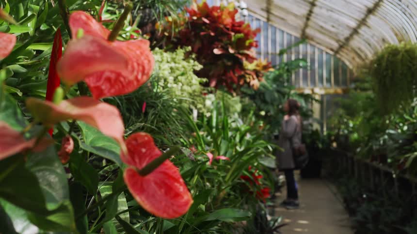 A woman smiles as she walks down the row of a greenhouse looking at the colorful flowers