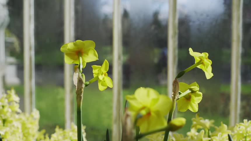 Blooming flowers sit inside a greenhouse
