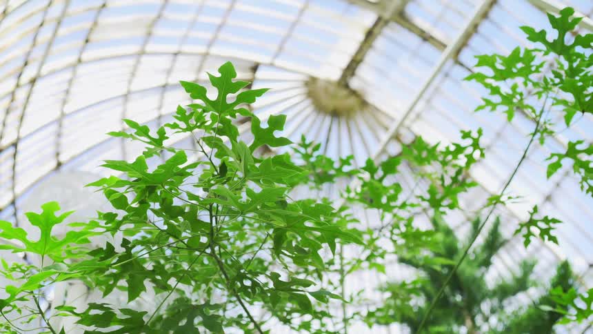 The branches and leaves of trees inside a greenhouse with a tall glass ceiling