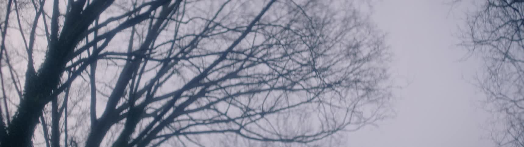 Black man looks up at the trees in the forest
