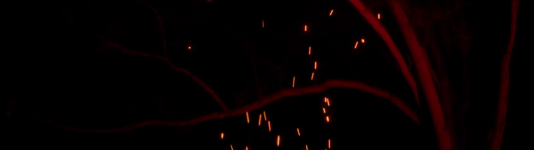 Sparks fly up past the tree under the night sky