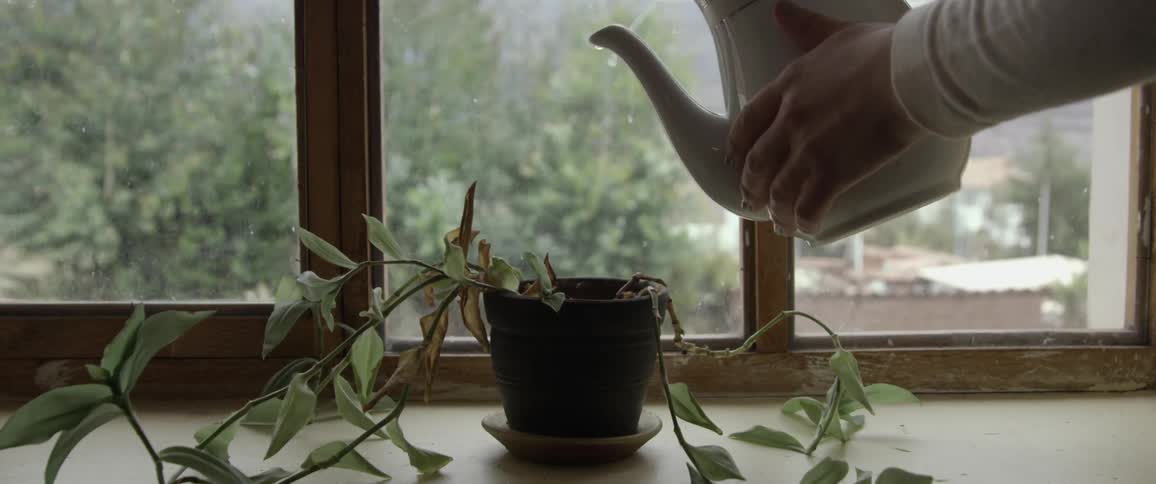 A white person waters an indoor plant with a watering can