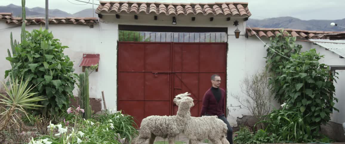A man stands behind two animals and then runs away
