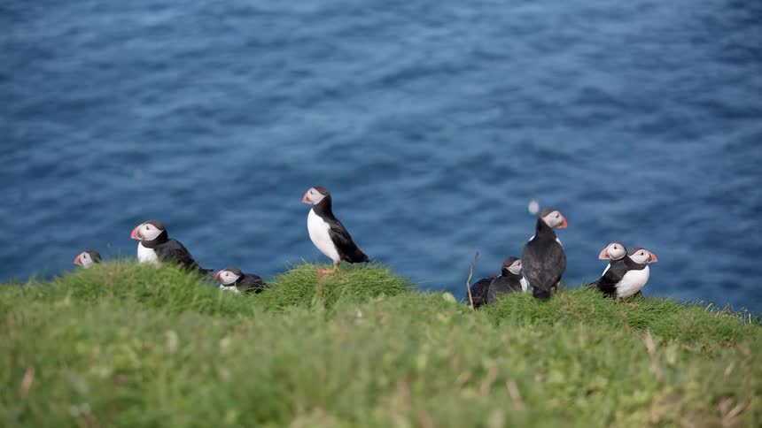 Puffins on the coast