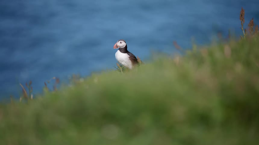 A bird stands in the grass and looks around