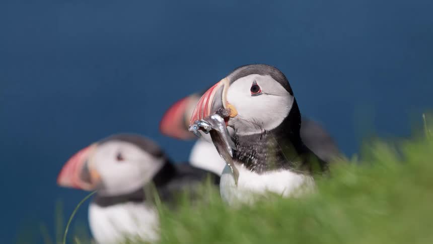 Three birds with striped red beaks one holding a fish stand among waving grass