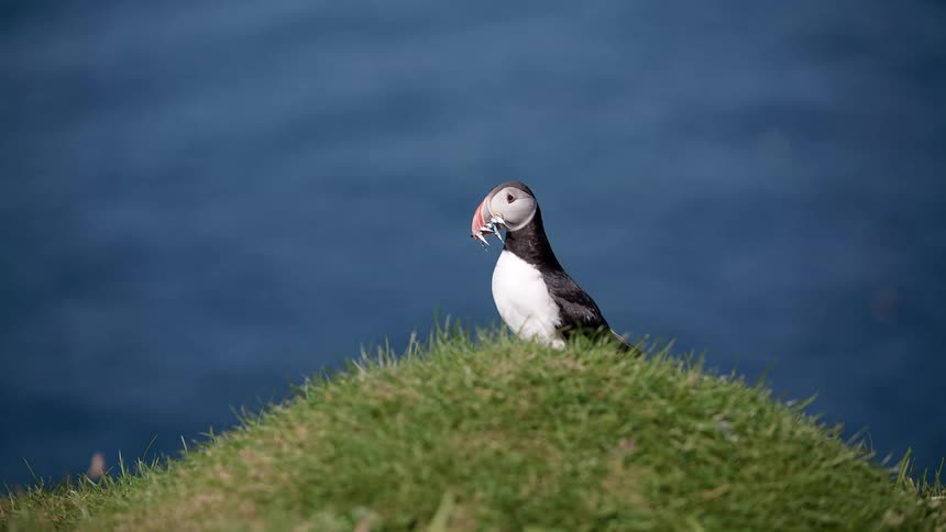 A puffin stands on a mound of grass